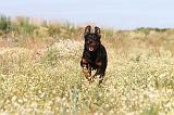 BEAUCERON 281